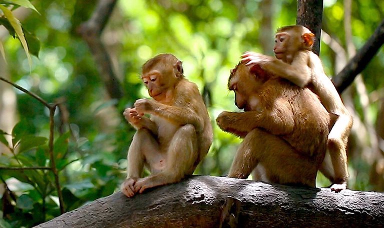 monkeys sitting on a branch